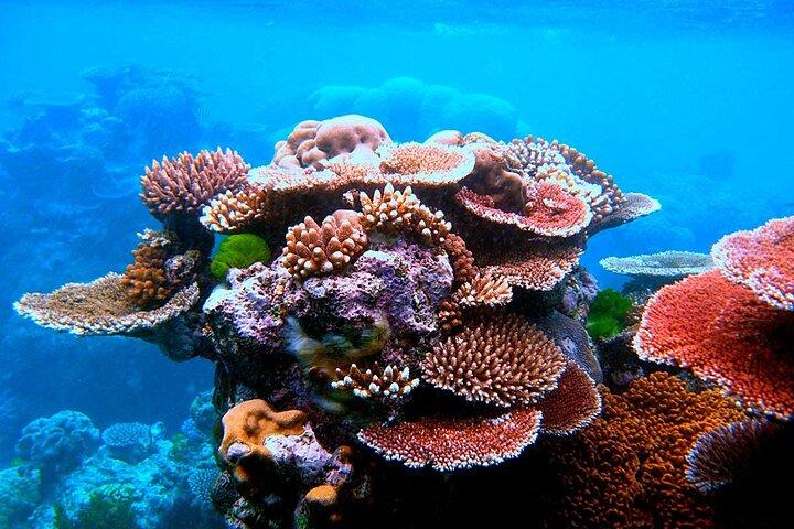 2 To 5 Hours Glass Bottom Boat Private Tour At Read Sea