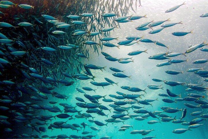 Moalboal Sardines Run Private Tour w/ Transfers Option