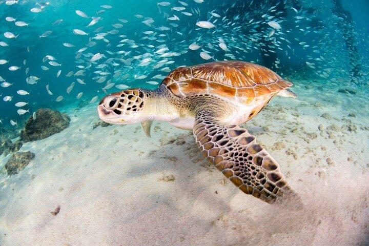 Moalboal Sardines Run Private Tour w/ Transfers Option
