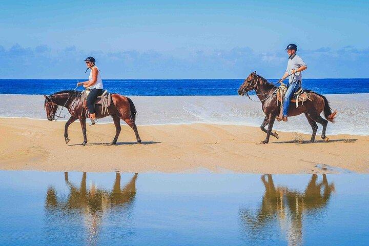 Cabo Shore Excursion: Beach Horseback Ride & Tequila Tasting