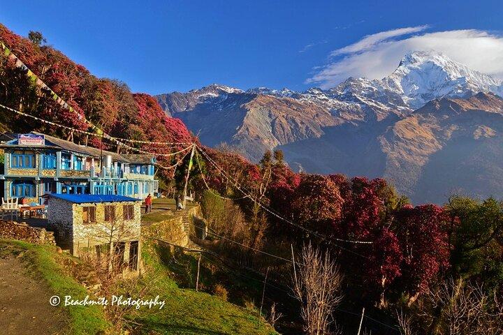 5 Days Ghorepani Poonhill Trek