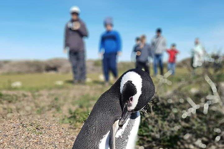 Punta Tombo Penguin Colony from Puerto Madryn with optional Toninas Watching