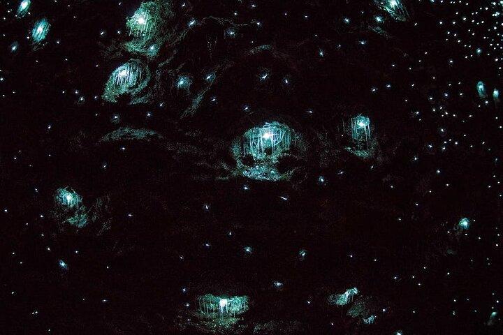 Brisbane: Daytime Scenic Rim Glow Worm Tour + Hop on Hop off Bus