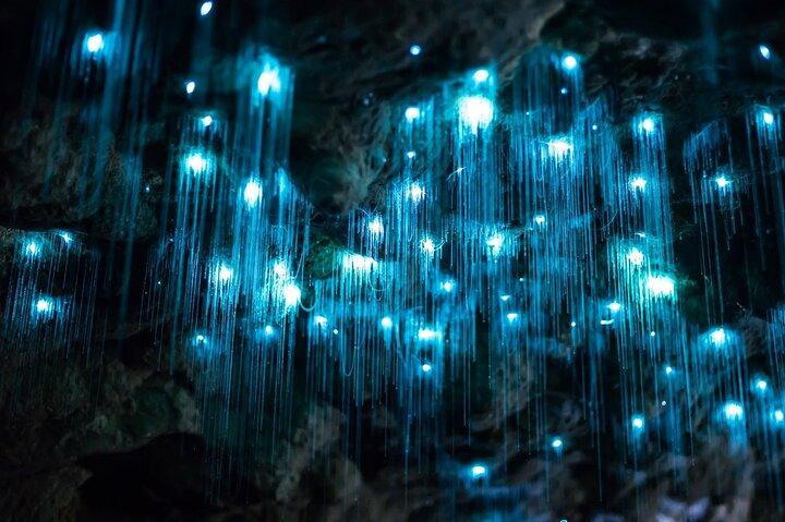 Brisbane: Daytime Scenic Rim Glow Worm Tour + Hop on Hop off Bus
