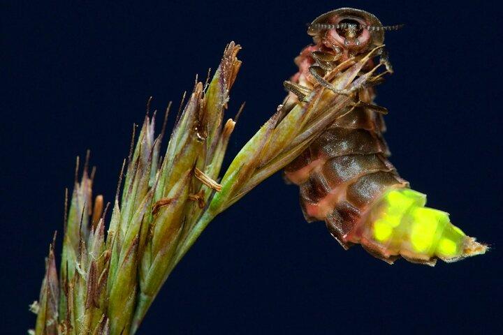 Brisbane: Daytime Scenic Rim Glow Worm Tour + Hop on Hop off Bus