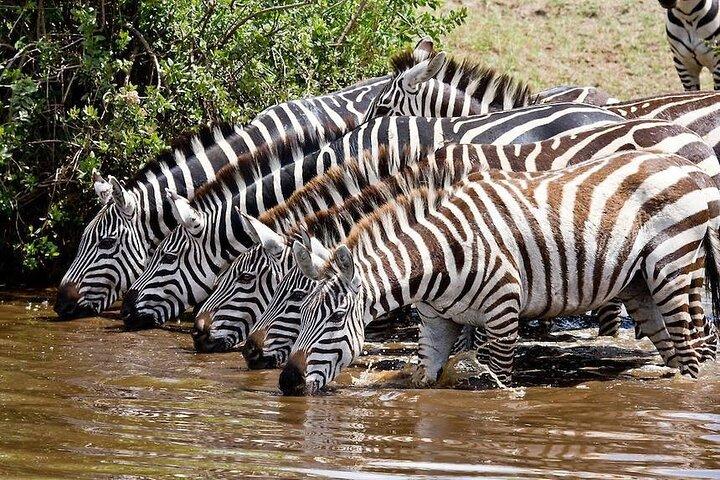 Nairobi National Park day tour