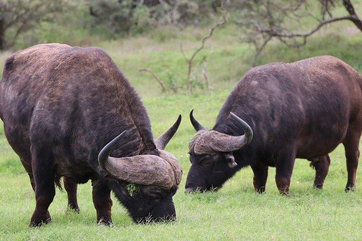 Private Half-Day Addo Elephant National Park Safari