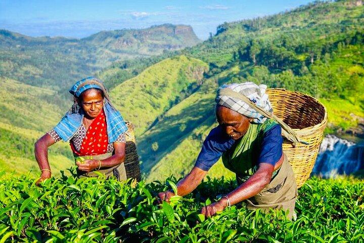 All Inclusive Kandy Private Day Tour From Colombo and Negombo