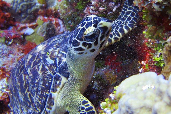 Tulum, Turtle and Cenote Snorkeling Adventure in the Riviera Maya