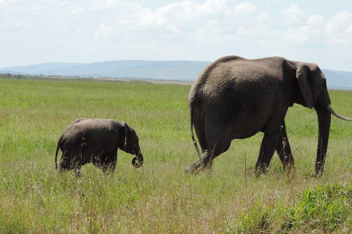 Elephant Orphanage and Giraffe Center Nairobi Day Tour