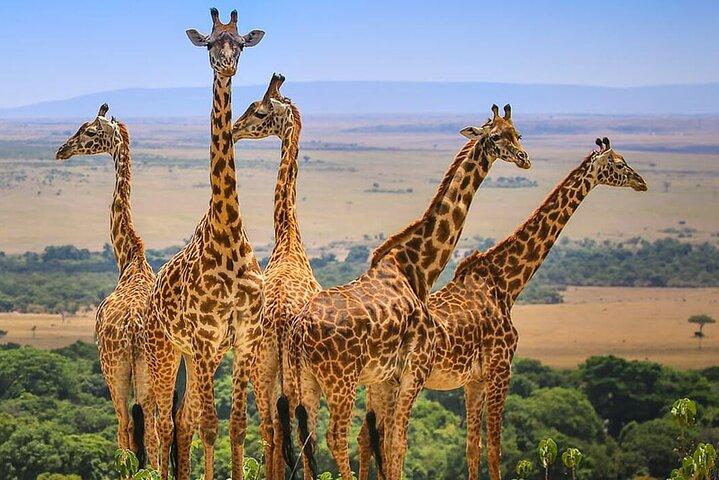 3 Days Maasai Mara Safari