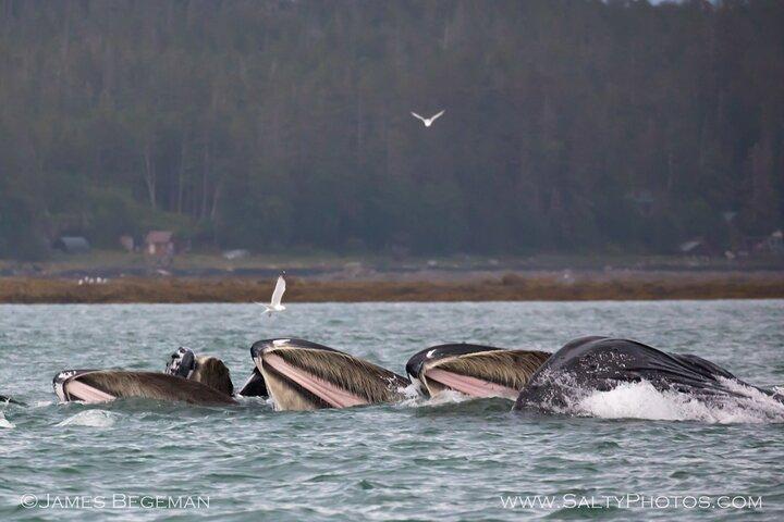 "Catch of the day" Whale-watching, Icy strait point, Hoonah