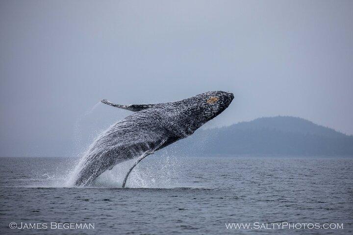 "Catch of the day" Whale-watching, Icy strait point, Hoonah