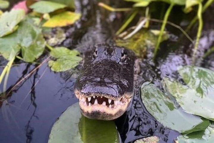 Miami: 90 Minute Private Everglades Airboat Ride