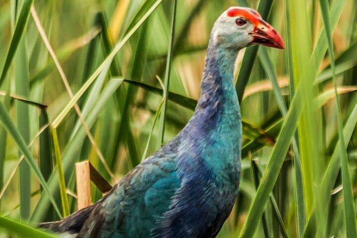 Bundala National Park by Ajith Safari