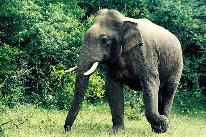 Bundala National Park by Ajith Safari