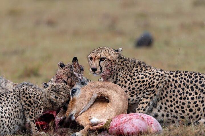 2 Nights in Maasai Mara by Road