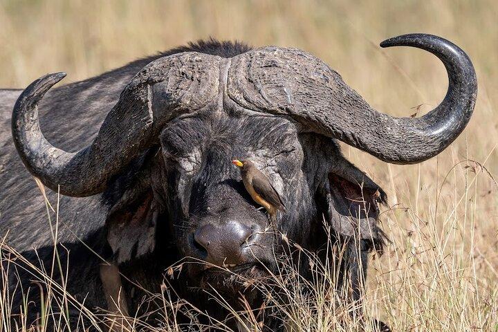 2 Nights in Maasai Mara by Road