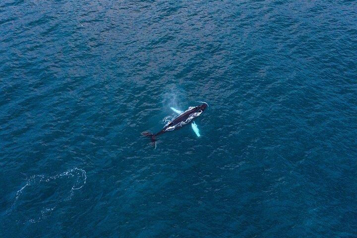 Big Whales & Puffins RIB boat tour from Húsavík
