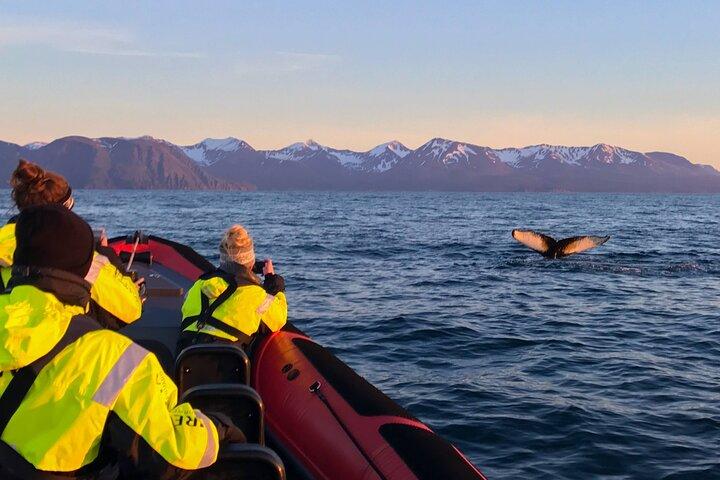 Big Whales & Puffins RIB boat tour from Húsavík
