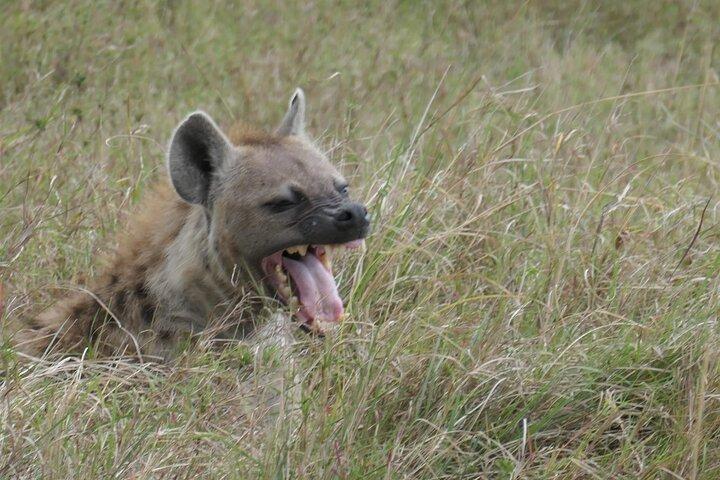 2 days Amboseli national park safari