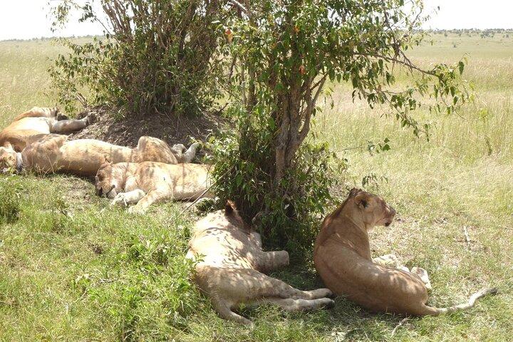 2 days Amboseli national park safari
