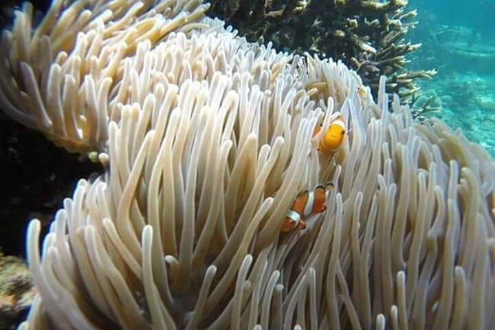 Bali Snorkeling Blue Lagoon with lunch &Optional waterfall Visit