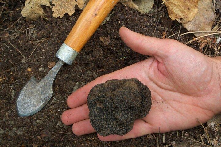 Truffle Hunting in Siena countryside