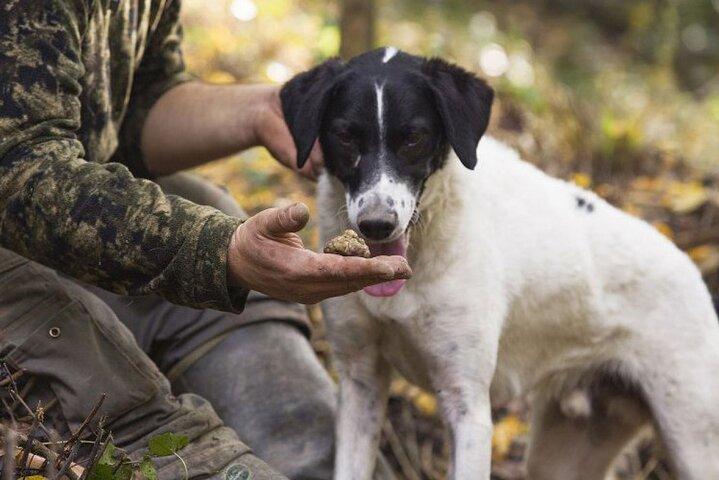 Truffle Hunting in Siena countryside