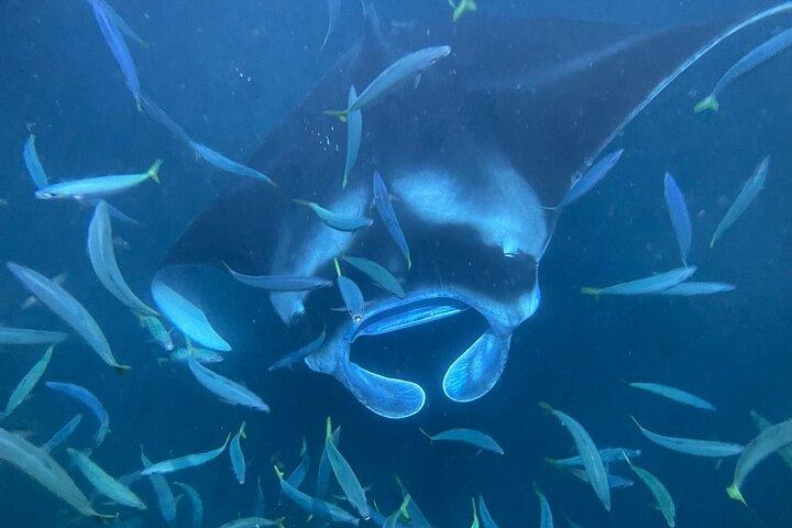 Manta Ray Snorkeling by Night in Kailua-Kona, Hawaii