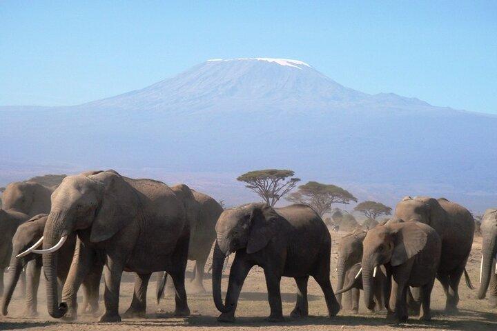 2 Days Amboseli National Park Safari Experience