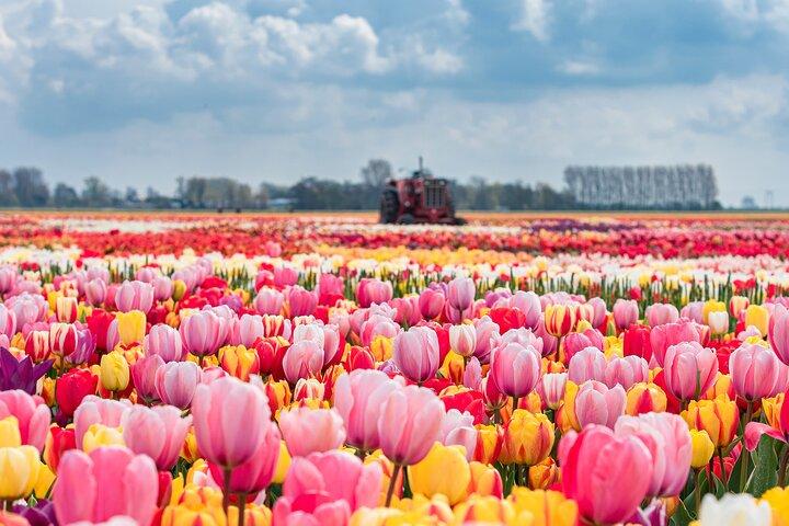 Keukenhof Gardens and Tulips Private Tour from Amsterdam