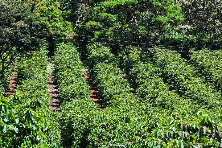 Fairview Estate Coffee Farm Tour With Pick up