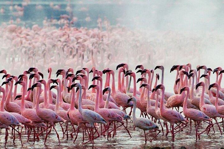 Lake Nakuru Day Trip from Nairobi