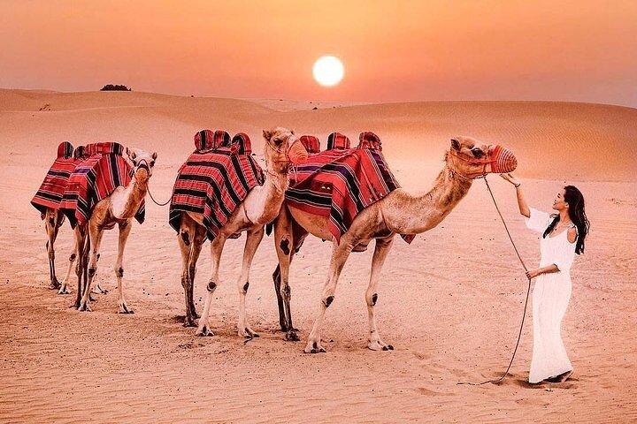 Premium Desert Safari Tour in Dubai
