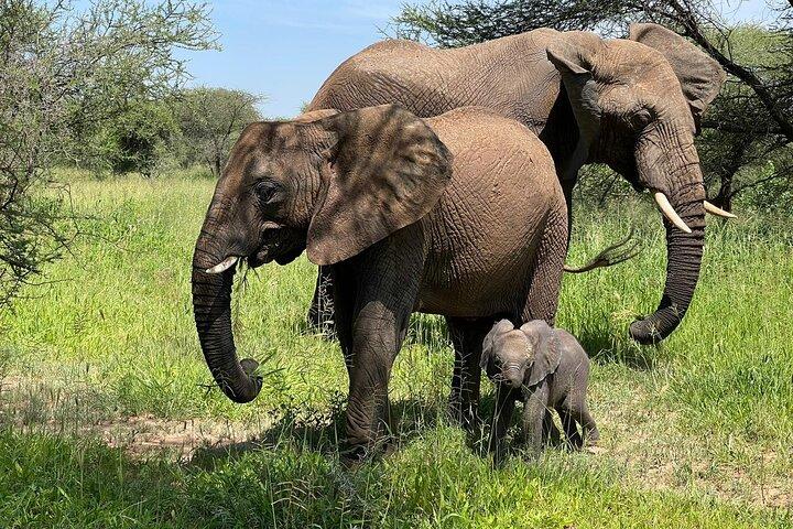 4 days Tarangire National park, Serengeti National park and Ngorongoro crater