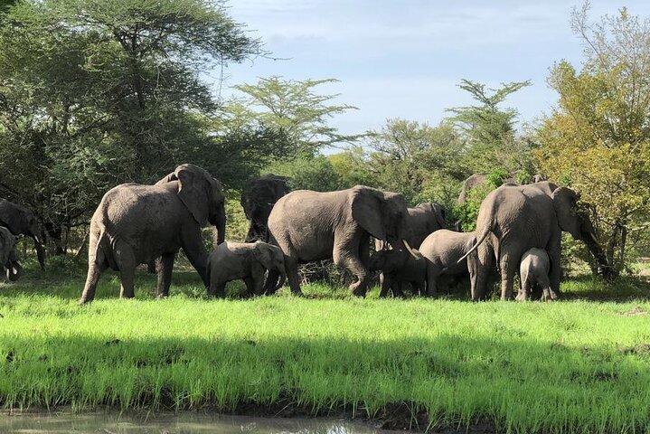 Mikumi Safari Tour: Day Trip Return Flight From Zanzibar