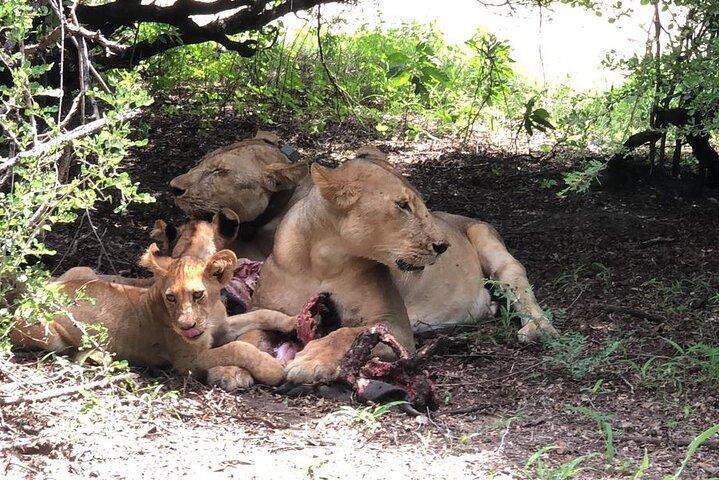 Mikumi Safari Tour: Day Trip Return Flight From Zanzibar