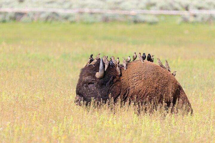 Best Of Yellowstone Full Day Nat'l Park Tour From Bozeman