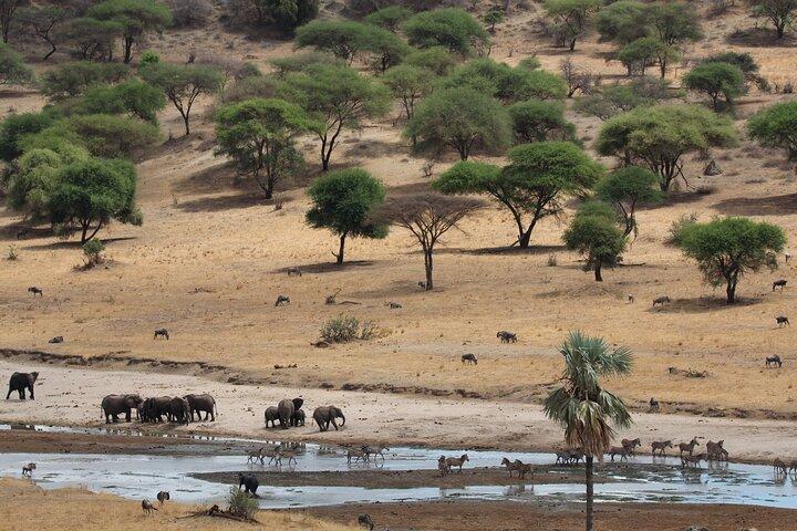 Private Day Trip to Tarangire National Park