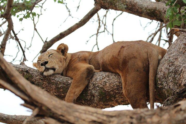 Private Day Trip to Tarangire National Park