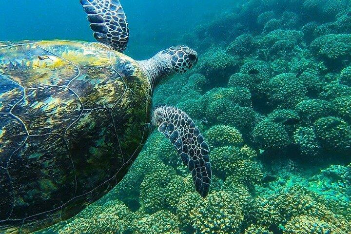 Full Day Dimaniyat Island Excursion