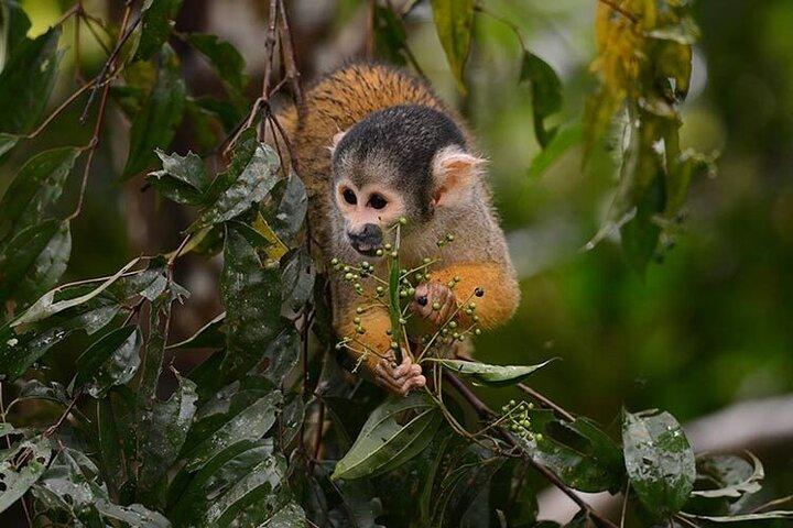 Wildlife adventure at Sandoval in the Tambopata National Reserve.
