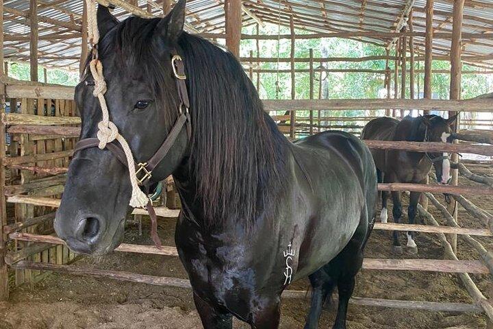 Horseback Riding Ziplines and Cenote Tour with Lunch