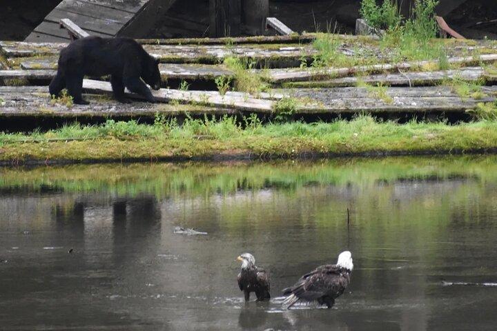 Private Ketchikan City Totems & Wildlife Van Tour