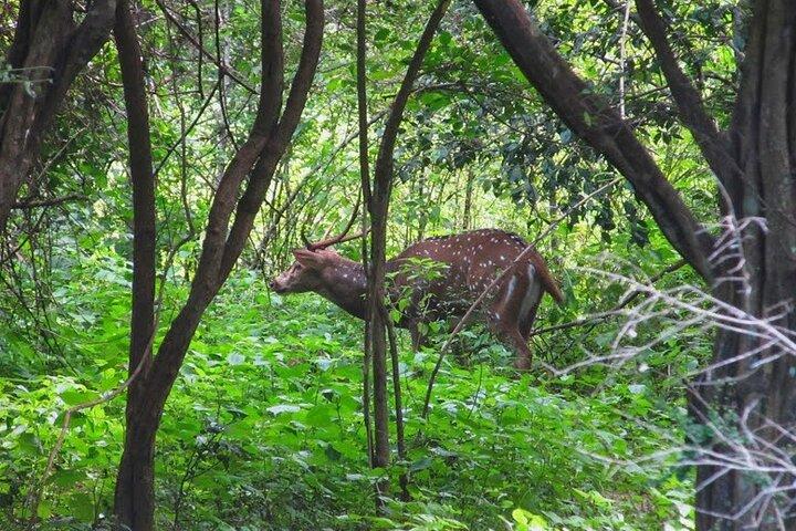 Jeep Safari to Udawalawa National Park, Budget Tour from Colombo