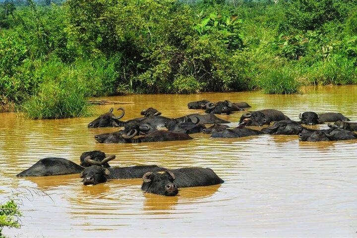Jeep Safari to Udawalawa National Park, Budget Tour from Colombo