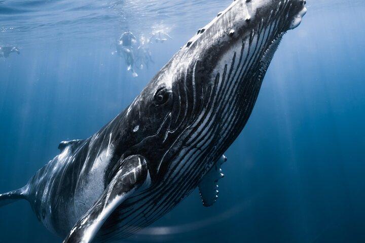 Swimming with Whales in Moorea