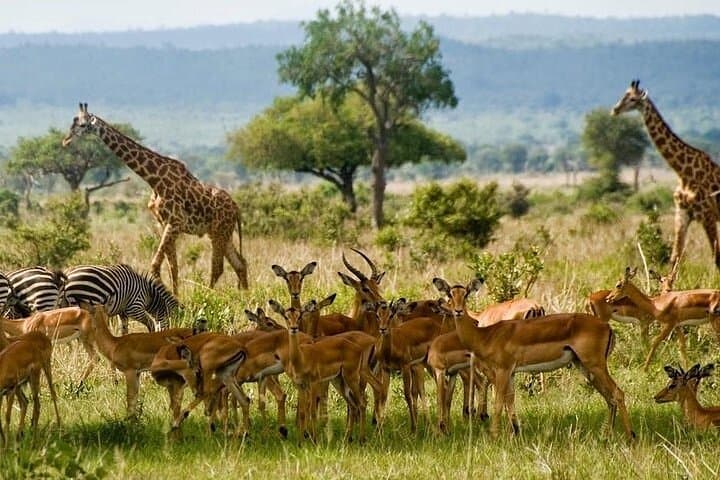 2 Days Lake Elementaita Guided Flamingoes Tour from Nairobi
