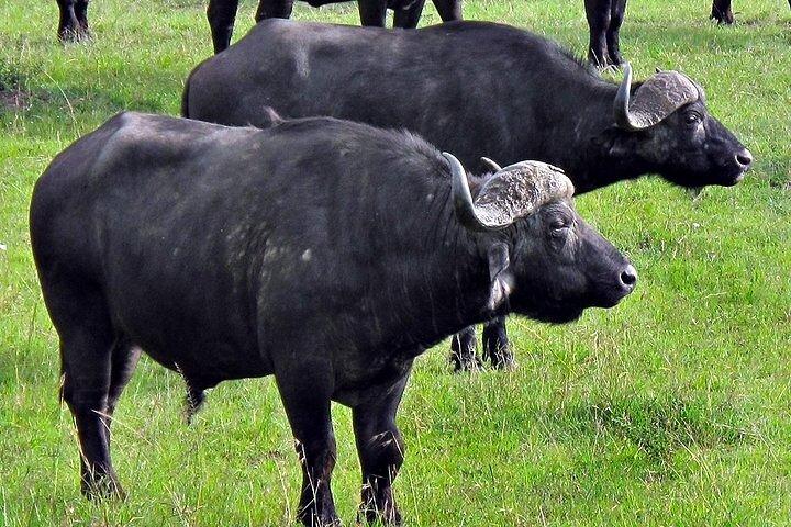 Day Tour Ol Pejeta Conservancy and Chimpanzee Sanctuary